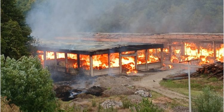 Saopštenje Samostalnog sindikata šumarstva i prerade drveta Srbije
